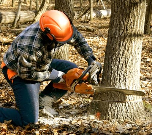 Tree Removal in Monroeville, NJ